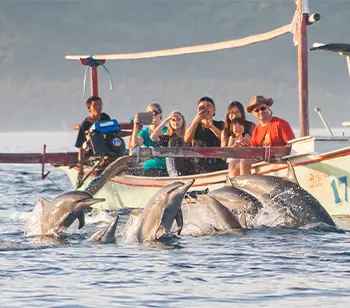 Dolphins Sunrise Tours + Breakfast & Lunch